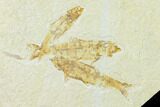 Fossil Fish (Knightia) Mortality Plate - Wyoming #136844-1